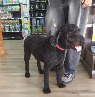 La nueva tendencia de las peluquerías de mascotas: bienestar, estilo y salud